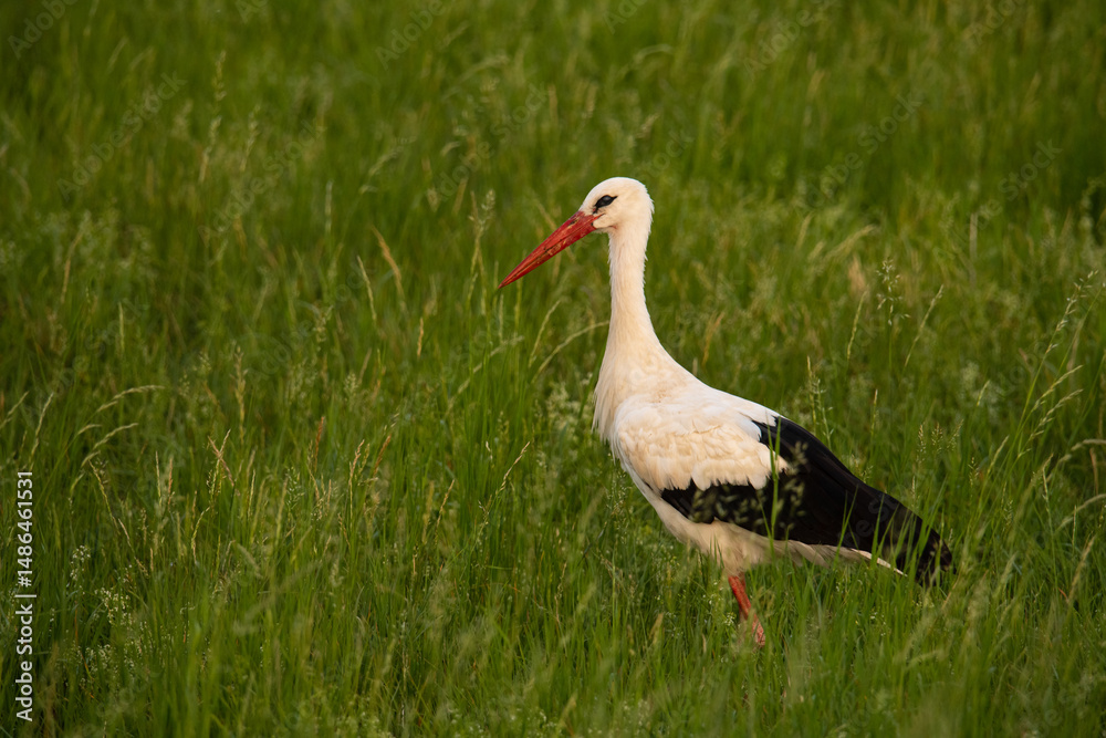 Fototapeta premium Stork walking through green grass in a natural habitat during daylight hours