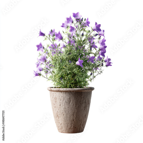 Charming potted plant features vibrant purple bell-shaped flowers and green foliage