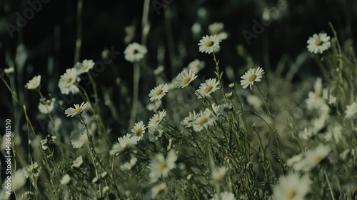 A field of wildflowers in a muted light.