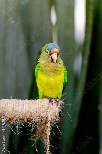 Bright Green Parrot Perched on Rope with Tropical Background