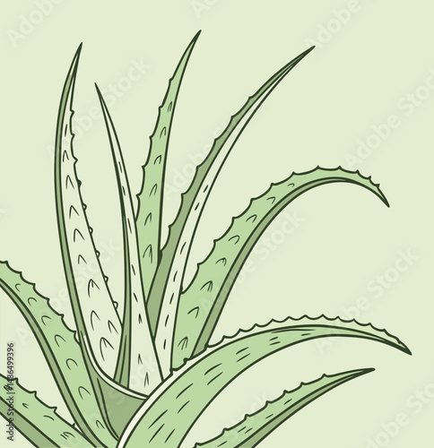 Colorful Aloe Vera Plant Illustration – Botanical Vector Art