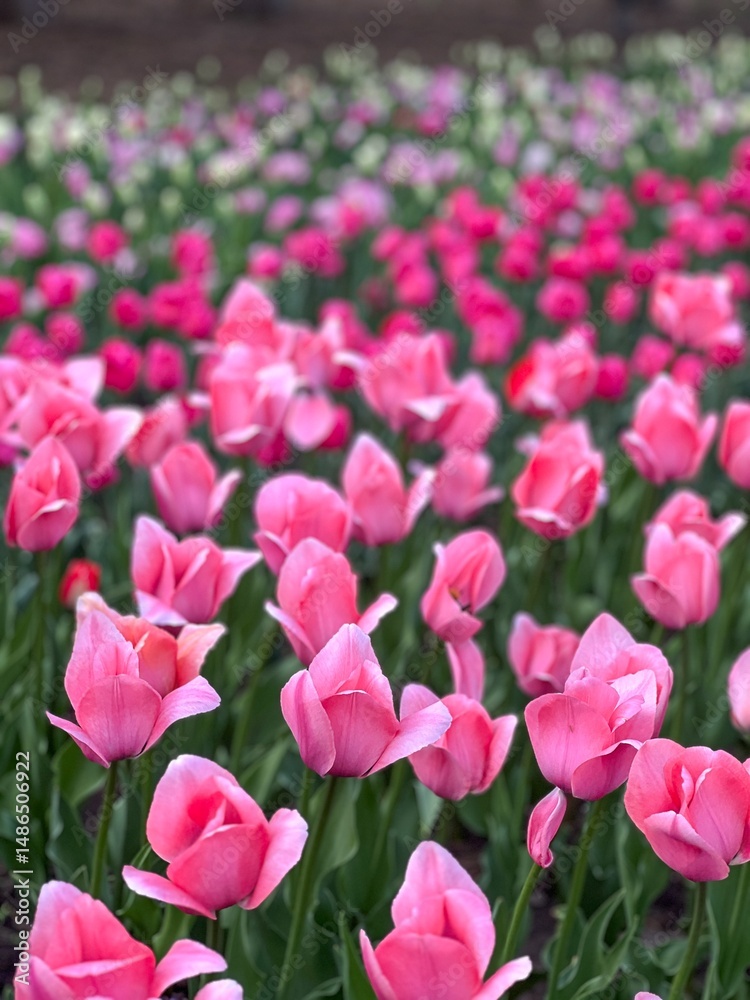 Field of Pink Tulips in Full Bloom, Springtime Beauty, Floral Abundance and Colorful Display Field of Pink Tulips in Full Bloom, Springtime Beauty, Floral Abundance and Colorful Display