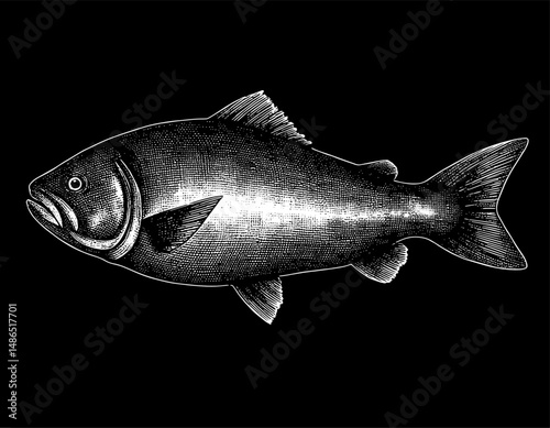 fish in white-on-black woodcut style, vintage illustration, against a stark black background.