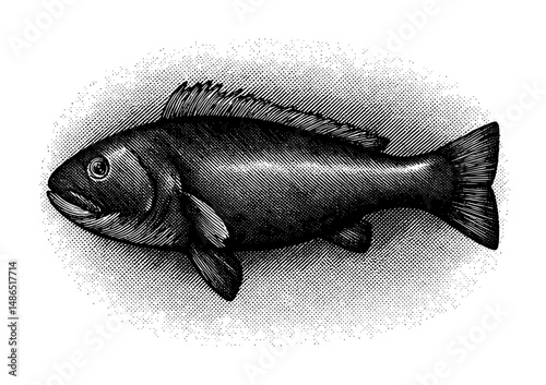 snapper fish in vintage woodcut style, black and white illustration