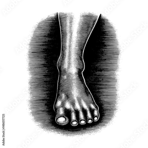 Human foot and lower leg in detailed vintage wood engraving style, illustrating anatomy