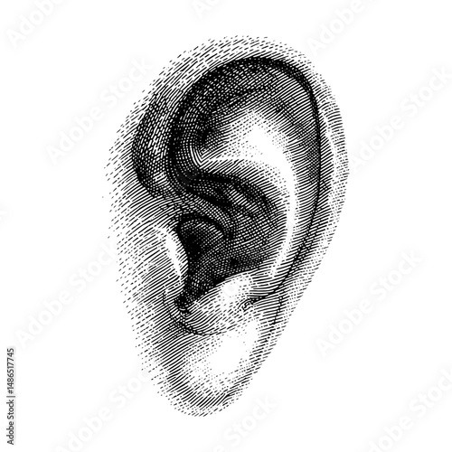 Human ear stipple vintage drawing side view detailed anatomy illustration