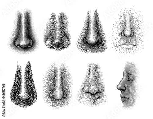 human nose vintage ink drawings black and white anatomical illustration