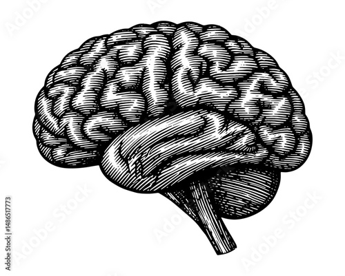 Human brain in vintage woodcut style in black and white illustration
