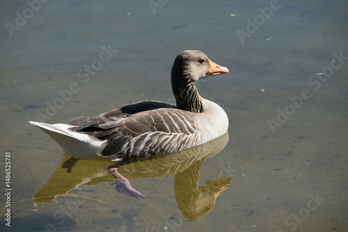 Auf dem Wasser Schwimmende Graugans