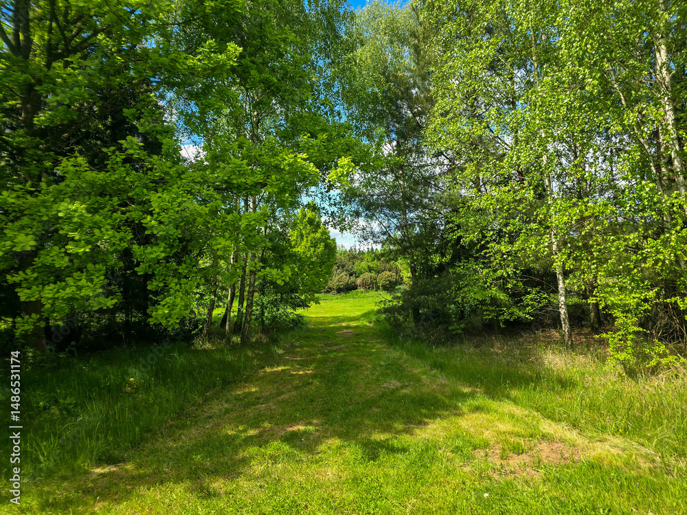 Obraz premium Woodland Tapestry Trees and Shrubs in Natural Forest Landscape