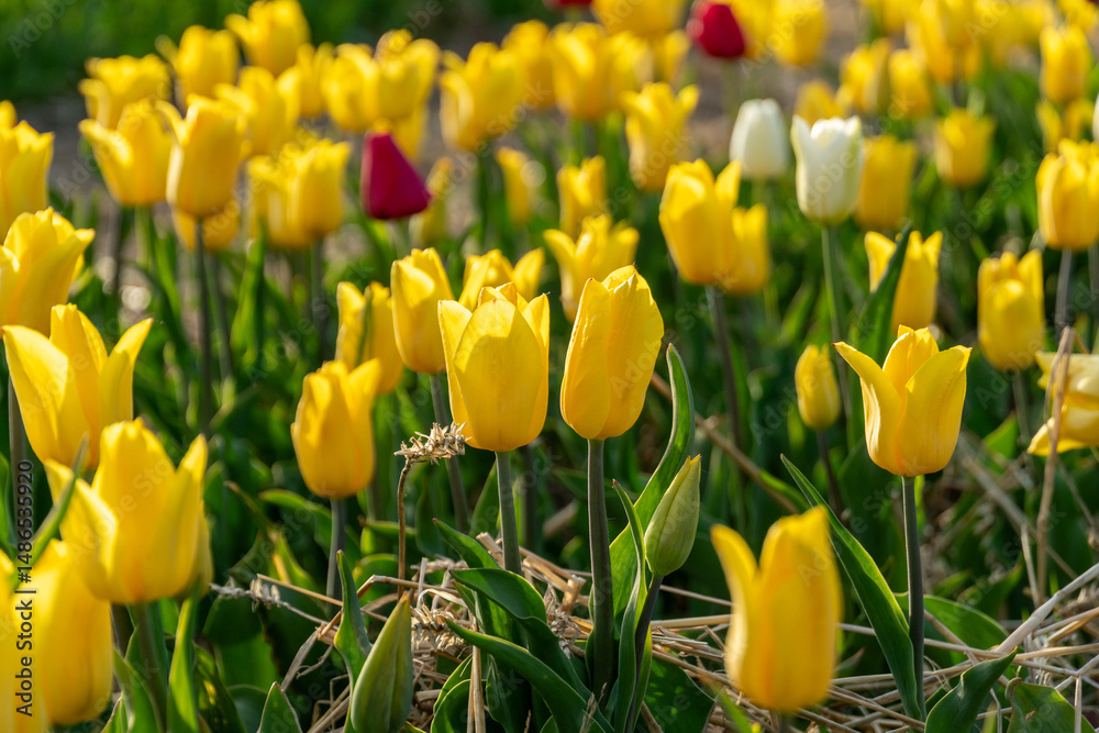 Obraz premium Field of Vibrant Yellow Tulips with Few Red and White Blooms Displaying Spring Season Warmth and Natural Beauty