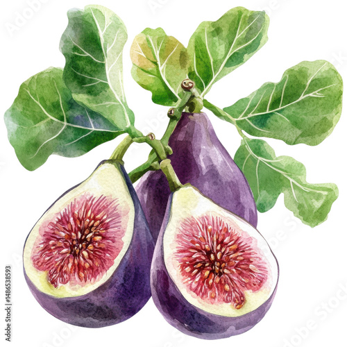 Figs with leaves art on transparent background