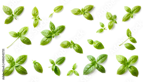 Fresh green basil leaves isolated on a clean white transparent background, PNG. Assortment of vibrant aromatic herb in various positions, perfect for healthy cooking and culinary spice collection., 