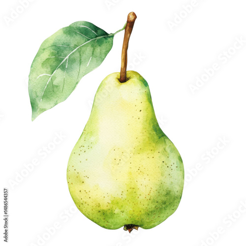 A watercolor green pear on transparent background