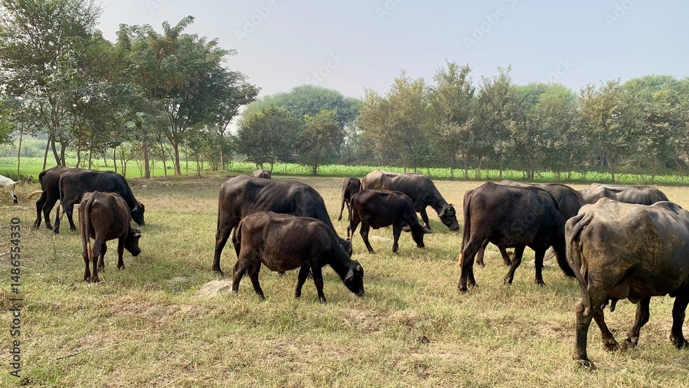 Herd of Buffaloes Grazing in a Green Pasture Near Farmland on a Sunny Day Herd of Buffaloes Grazing in a Green Pasture Near Farmland on a Sunny Day