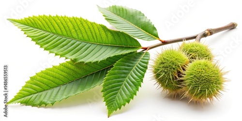 Close up of a Sweet Chestnut tree branch with green spiky fruits