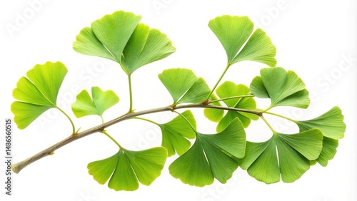Fresh ginkgo biloba leaves on a branch against a white backdrop showing details
