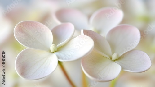 Soft Pink and White Hydrangea Blooms Close Up Macro Photography