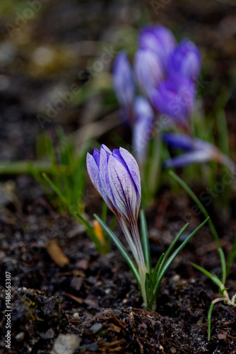 krokus photo