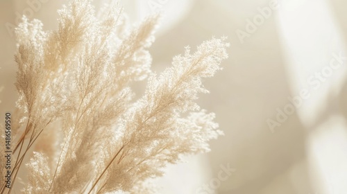 Delicate pampas grass in soft natural light feathery texture minimalist botanical image
