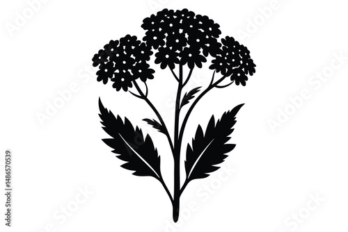 Achillea plant silhouette showcases detailed flower clusters and textured foliage against a plain background
