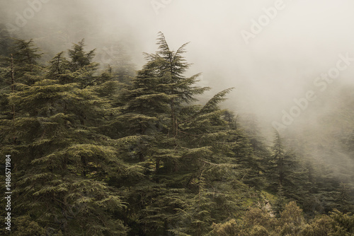 Foggy forest in a beautiful landscape