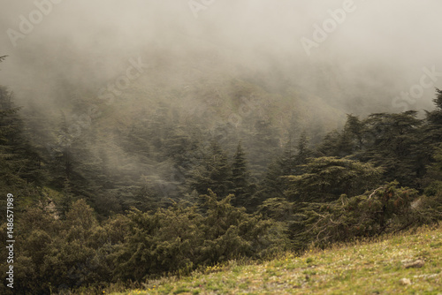 Foggy forest in a cold winter day