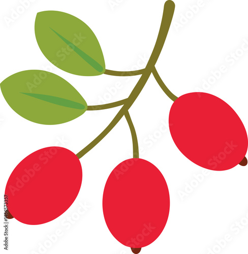 Barberries fruits on transparent background 