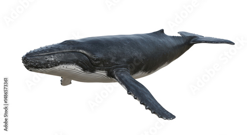 Isolated Humpback Whale Swimming Gracefully