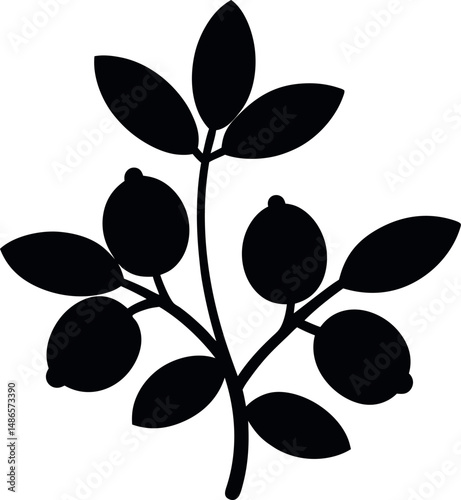 Barberries silhouette on transparent background 
