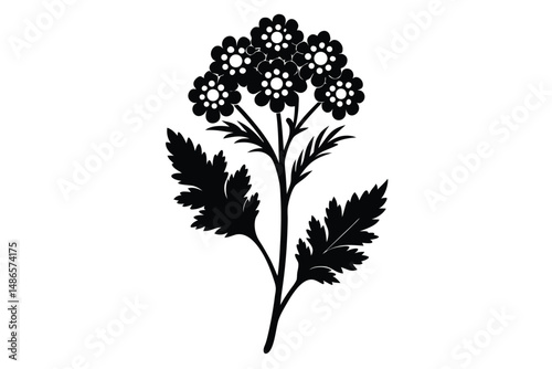 Black silhouette of valerian flower and leaves on white background creates simple elegance