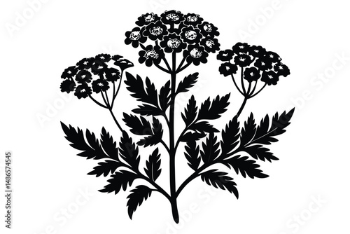 Black valerian plant silhouette showcases intricate leaf and blossom details on the white background