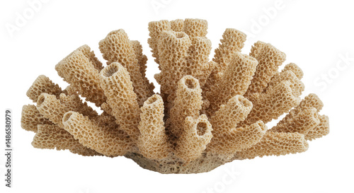 Fototapeta Naklejka Na Ścianę i Meble -  Isolated Textured Coral Piece Natural Aquatic Beauty