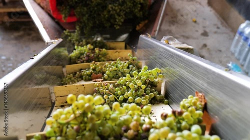 Footage of grapes in Gaillac, France