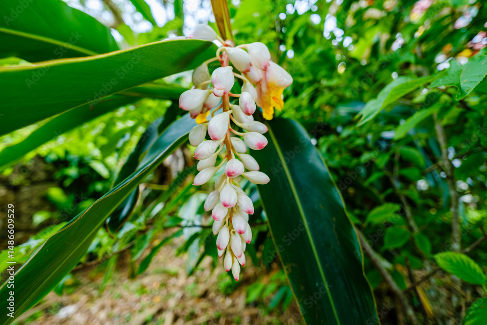 Obraz premium ゲットウの花 沖縄県