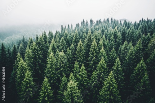 Dense forest canopy,  high angle view, lush green trees, misty mountains in the distance