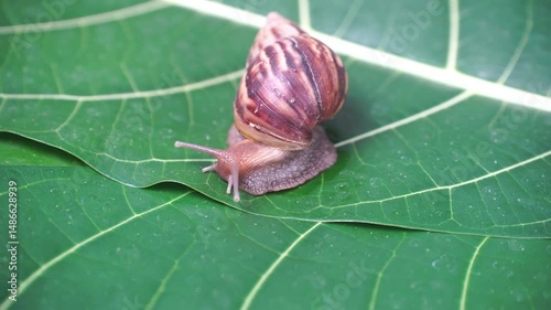 Snails crawl slowly on green leaves. Focus selected