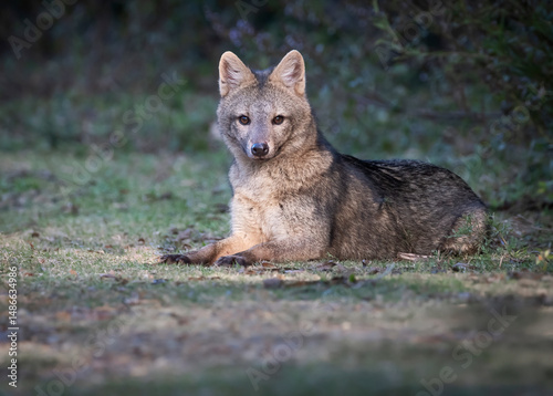Konstfotografi Zorro de monte