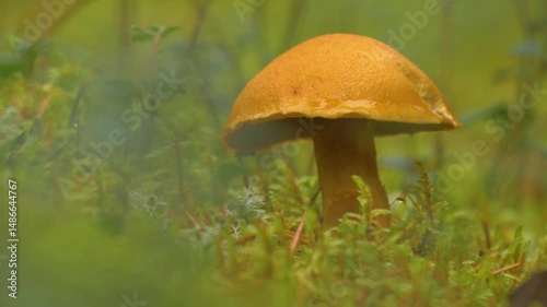 Wallpaper Mural Detailed nature footage of Boletus edulis, the edible porcini mushroom, showcasing its characteristic brown cap in a temperate forest environment. Torontodigital.ca