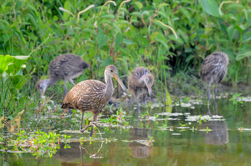 Limpkin (Aramus guarauna) with chicks, Houston area, Harris county, Texas, USA.