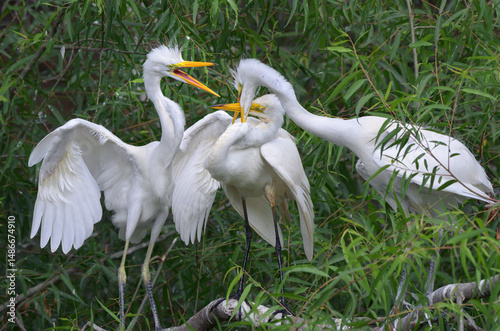 Great egret (Ardea alba) feeds elder chicks, regurgitating partially digested food to their beaks, High Island, Texas, USA. photo
