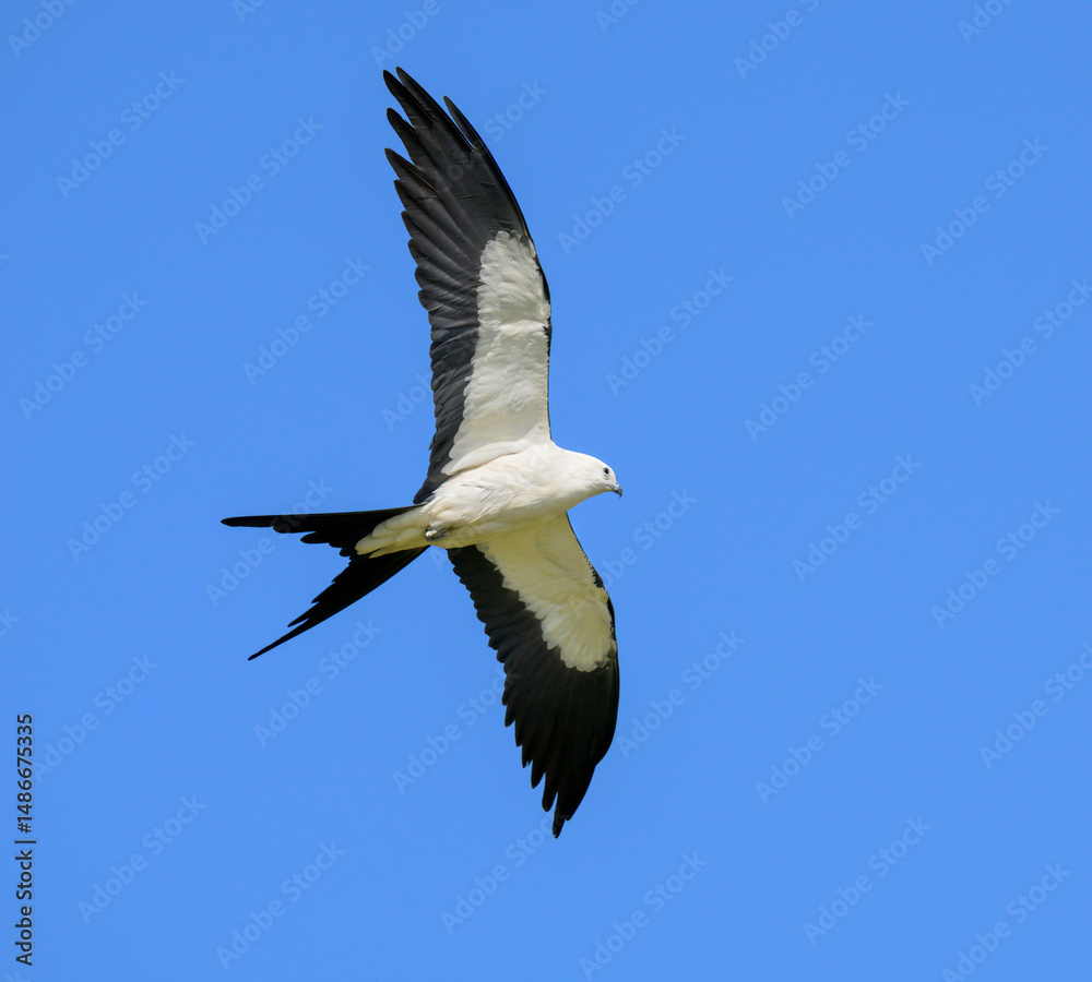 Obraz premium Swallow-tailed kite (Elanoides forficatus) soaring in blue sky, Houston area, Harris county, Texas, USA.