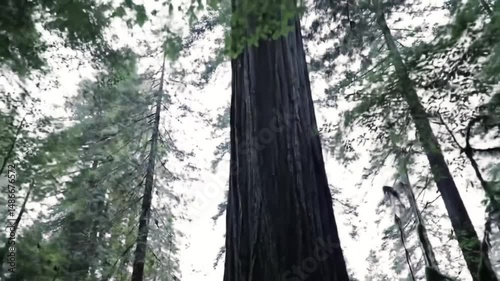 Crane Shot Revealing Vast Forest Canopy From Forest Floor Detail