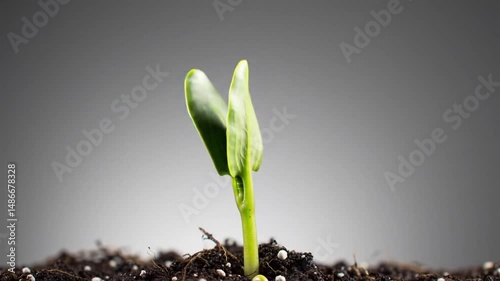 Plant Sprout Growing and Unfurling Leaves Time Lapse Speed Ramp
