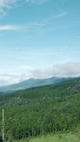 4K Vertical Drone Shot of Pine Forest Landscape on Sunny Mountain Day