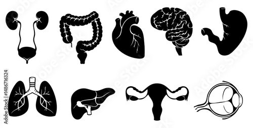 Human Body: A detailed and intricately designed medical illustration depicting the internal human organ systems, from the brain to the circulatory system.