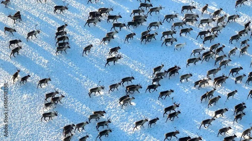 4K aerial video showing caribou migration across vast snow-covered plains in the Arctic, capturing natural animal behavior in cold climates.