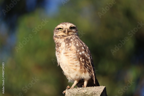 
Burrowing owl (Athene cunicularia)


