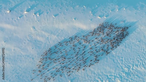Aerial drone view capturing a vast herd of reindeer migrating across the snowy landscapes of Krasnoyarsk Krai in Siberia, showcasing wildlife adaptation to harsh winter conditions.