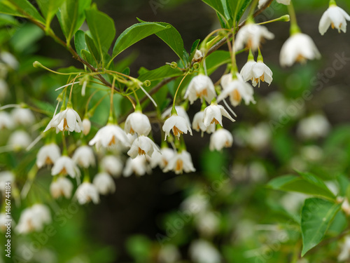 Close-up of white Styrax japonicus flowers blooming in early summer